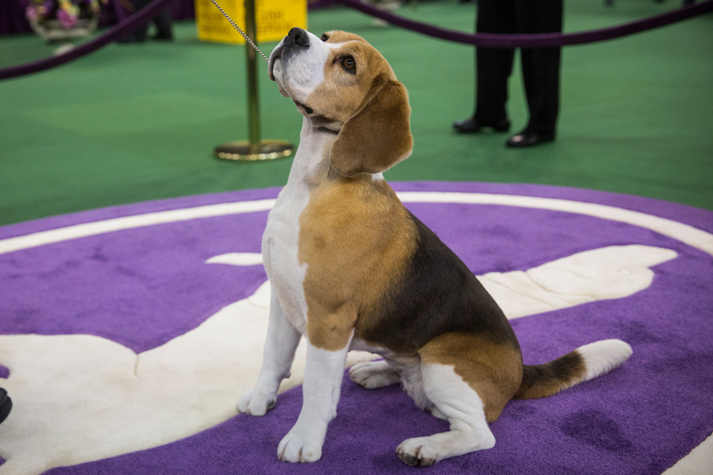 Illustration for article titled Look at This Cute Fucking Westminster Champion Beagle